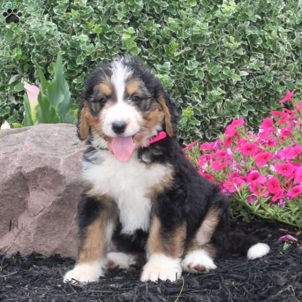 Swimmer, Bernedoodle Puppy